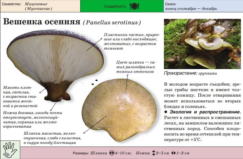 Вешенки: фото-обзор полезных и опасных свойств грибов вешенок