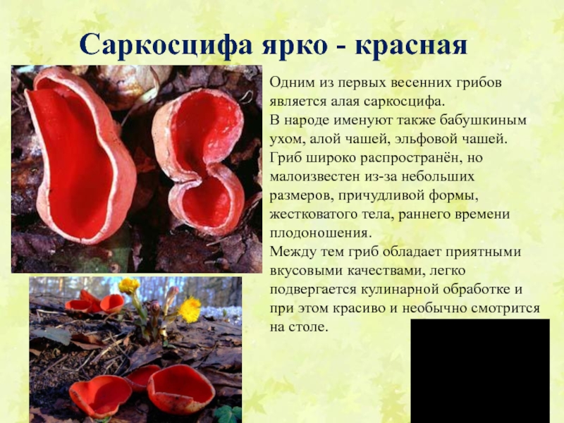 Как готовить саркосцифу алую: фото и рецепты с весенними съедобными грибами красного цвета
