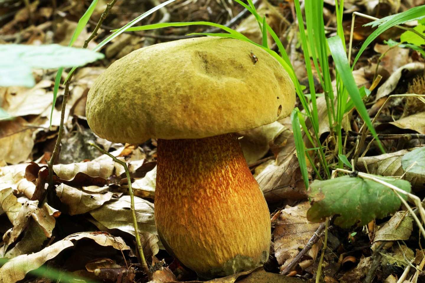 Дубовик: описание видов съедобных грибов, оливково-бурый и крапчатый, правила приготовления