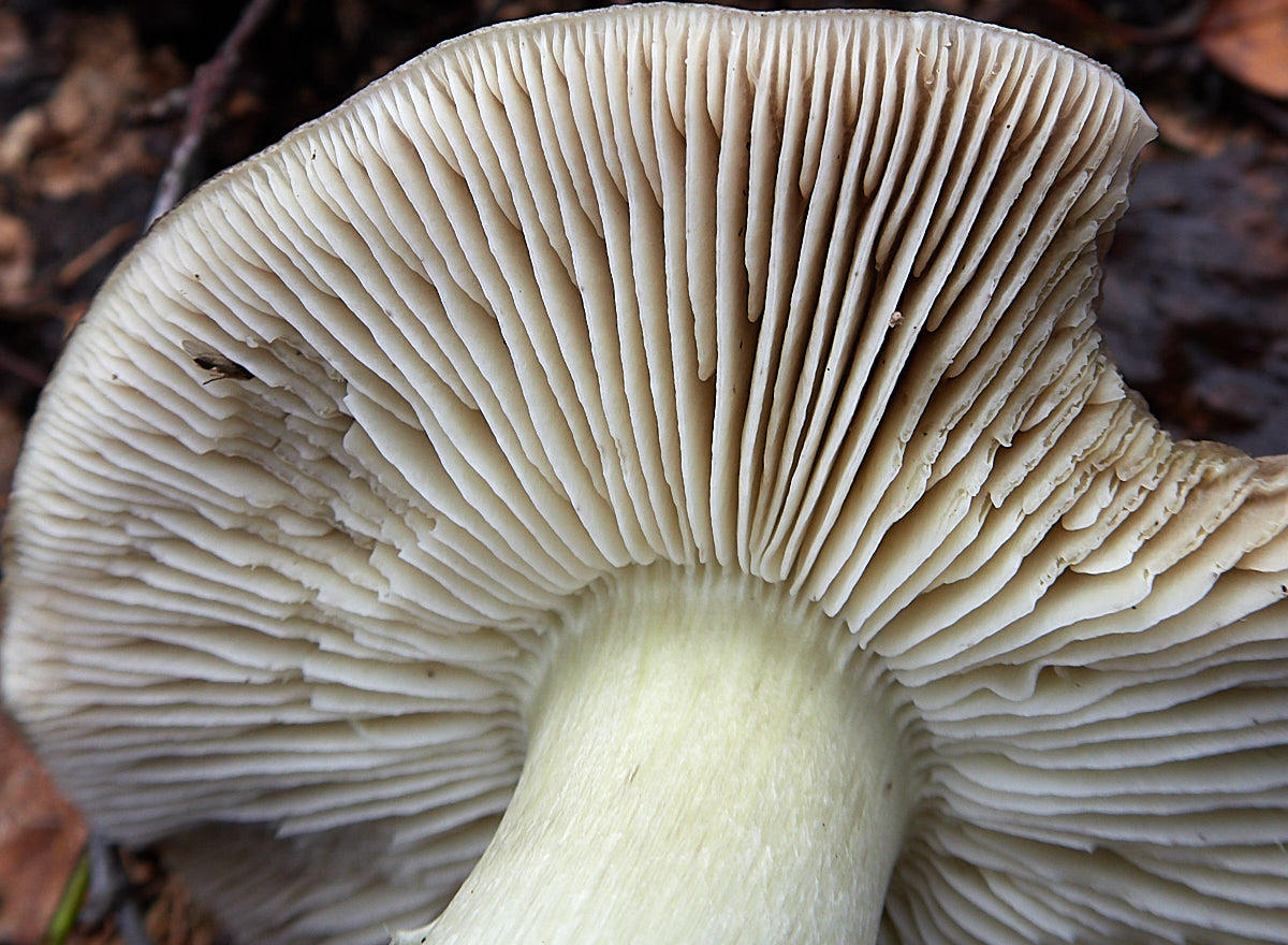 Большие пластинчатые грибы. Tricholoma guldeniae. Рядовка гульден (Tricholoma guldeniae). Пластинчатые грибы европейской части. Большой пластинчатый гриб говорушка.