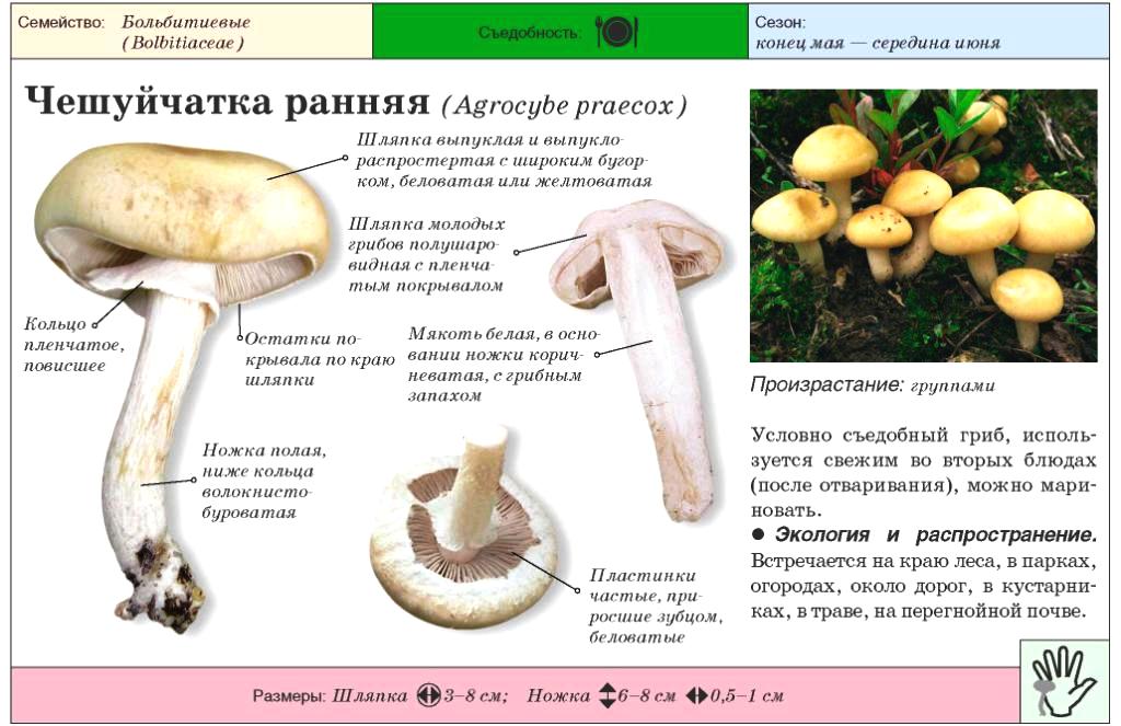 Гебелома корневидная – гриб с миндальным ароматом — викигриб