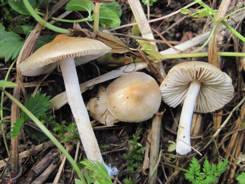 Места распространения и описание гриба волоконницы волокнистой