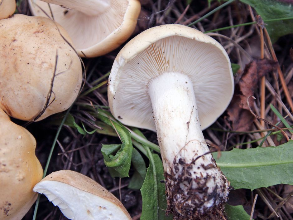 Майский гриб или рядовка майская (calocybe gambosa): фото, описание и как его готовить