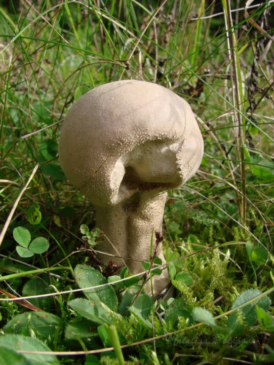Головач: вкусный и полезный гриб гигантских размеров