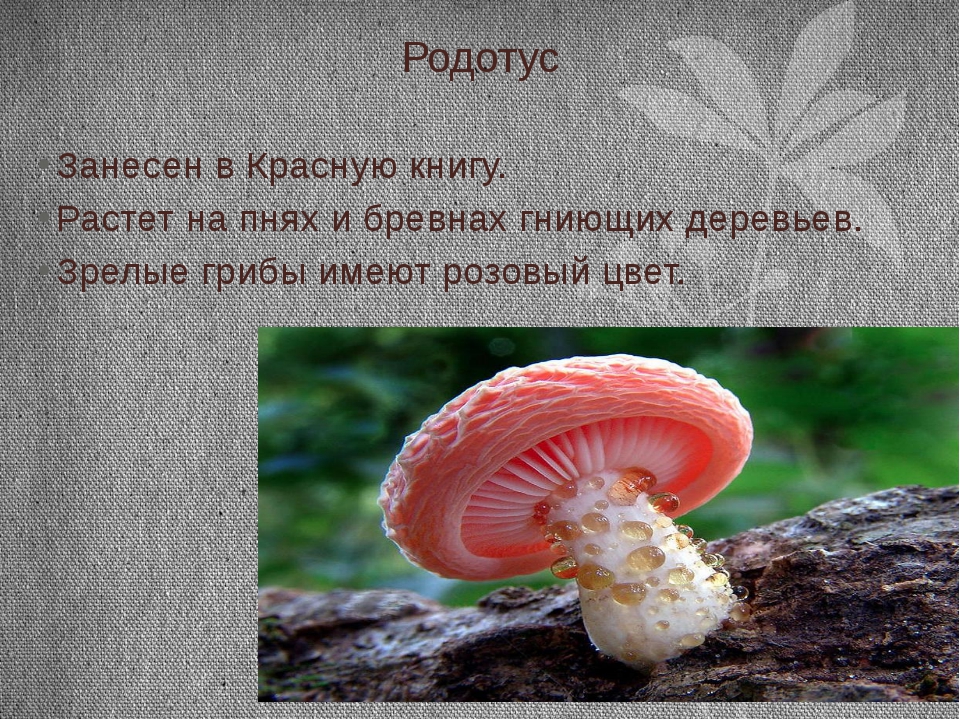 Самые необычные грибы из красной книги россии. фотографии и статьи о них | грибной критик | дзен