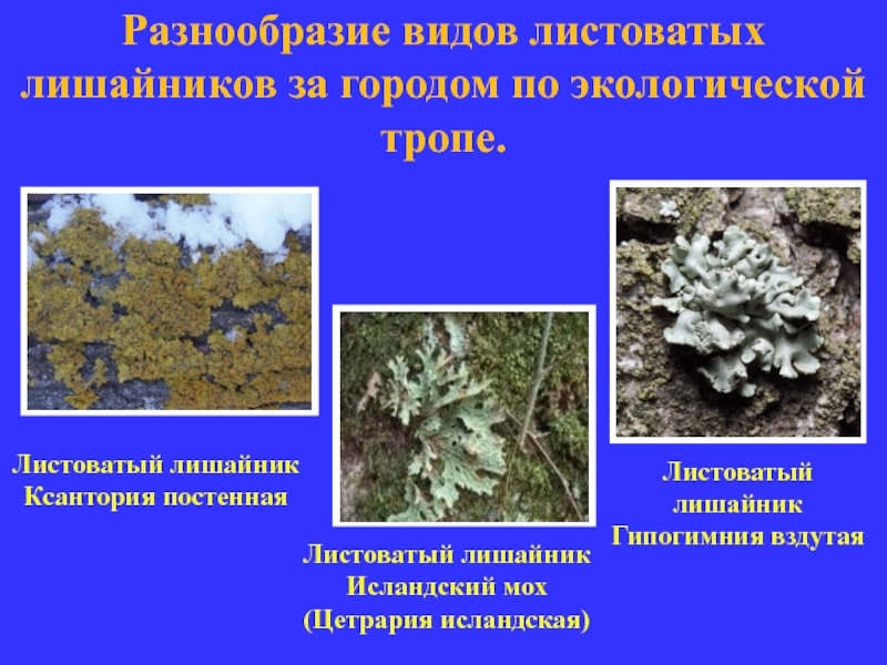 Гипогимния вздутая - hypogymnia physodes - описание таксона - плантариум