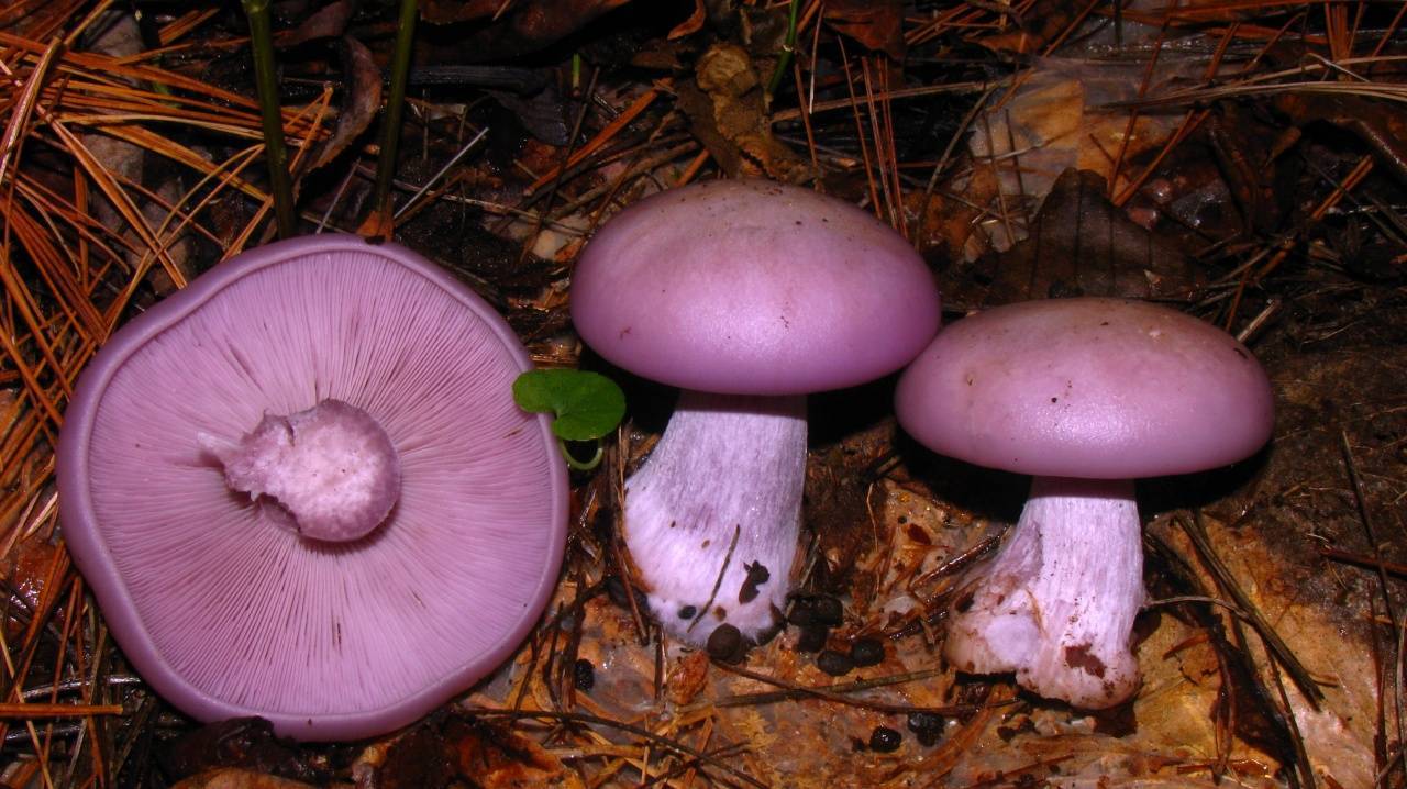 Что вы знаете о сиреневом грибе — рядовка фиолетовая?