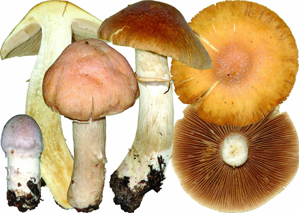Маринованные колпаки кольчатые – пошаговый фото рецепт заготовки грибов на зиму. колпак кольчатый: съедобный или нет