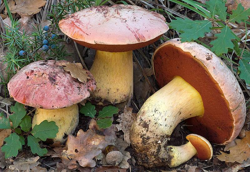 Трубчатые грибы - фото с описанием съедобных, несъедобных и ядовитых грибов, фото, видео