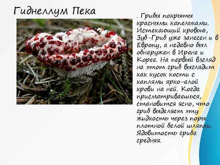 Гиднеллум пека (hydnellum peckii), кровоточащий гриб или кровавый зуб: информация где растет и что будет если его съесть