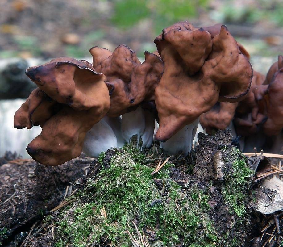 Строчок осенний: описание гриба, места распространения, фото