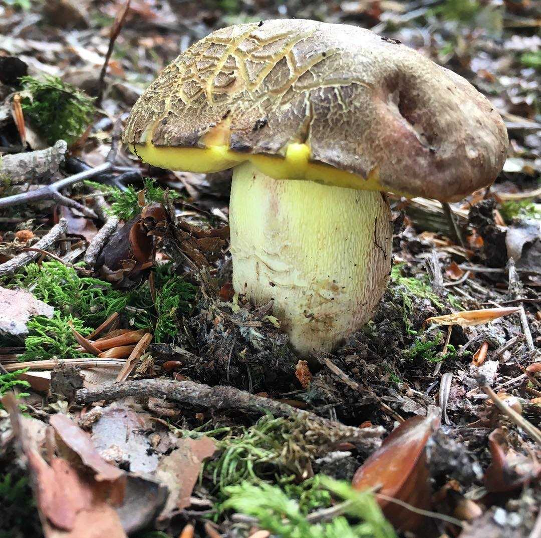 Боровик (гриб) – описание, виды, где растет, фото