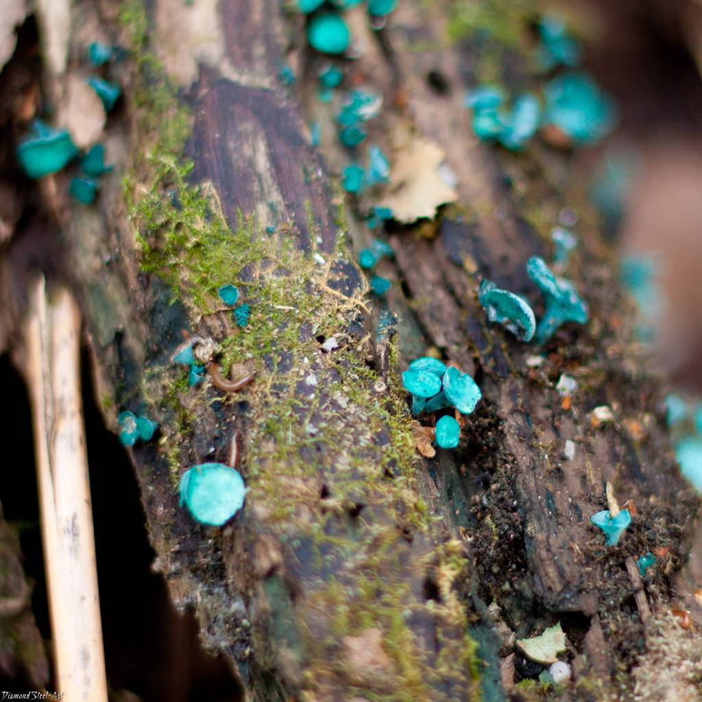 Хлороцибория сине-зеленоватая — описание , где растет, похожие виды, фото