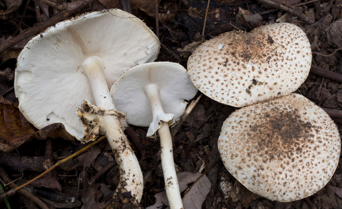 Лепиоты — ядовитые грибы