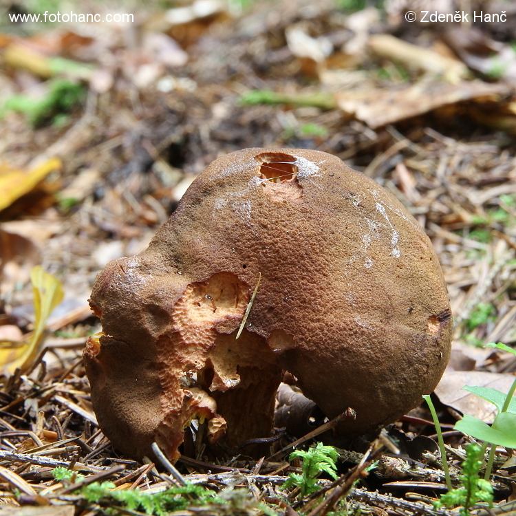 Моховичок пёстрый (xerocomellus chrysenteron) – грибы сибири
