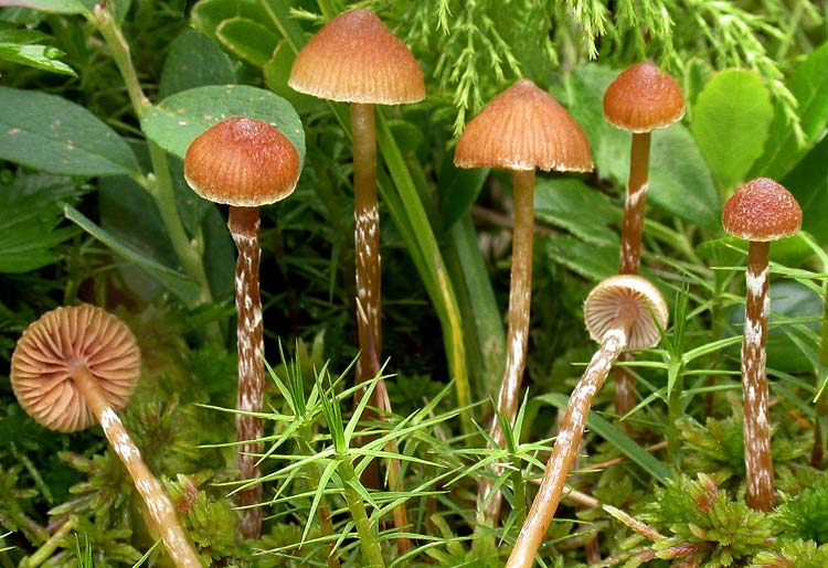 Список лесных съедобных грибов с фото, названиями и описанием. болетин болотный болотники грибы
