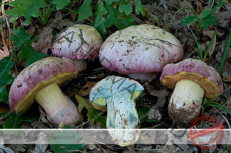 Боровик прекрасный — условно съедобный гриб | огородники