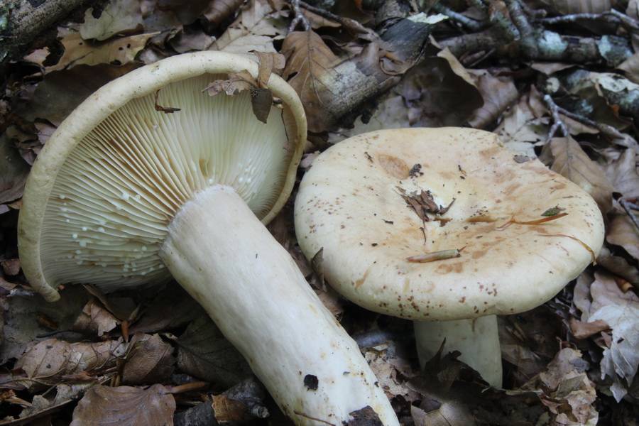Млечник неедкий и его грибное семейство много фото - грибы собираем