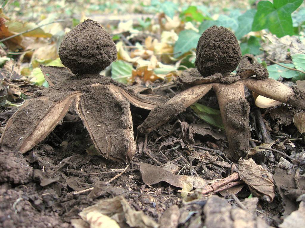 Звездовик - описание, где растет, ядовитость гриба