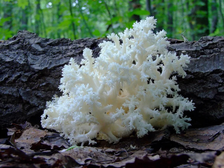 Где находится морской гриб. Гриб ежевик коралловидный. Ежовик коралловый гриб. Ежовик коралловый гриб съедобные. Ежовик белый коралловидный.