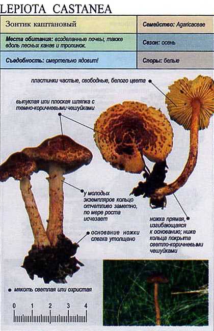 Гриб зонтик моргана (лепиота моргана): как выглядит, где растет, съедобный или нет — викигриб