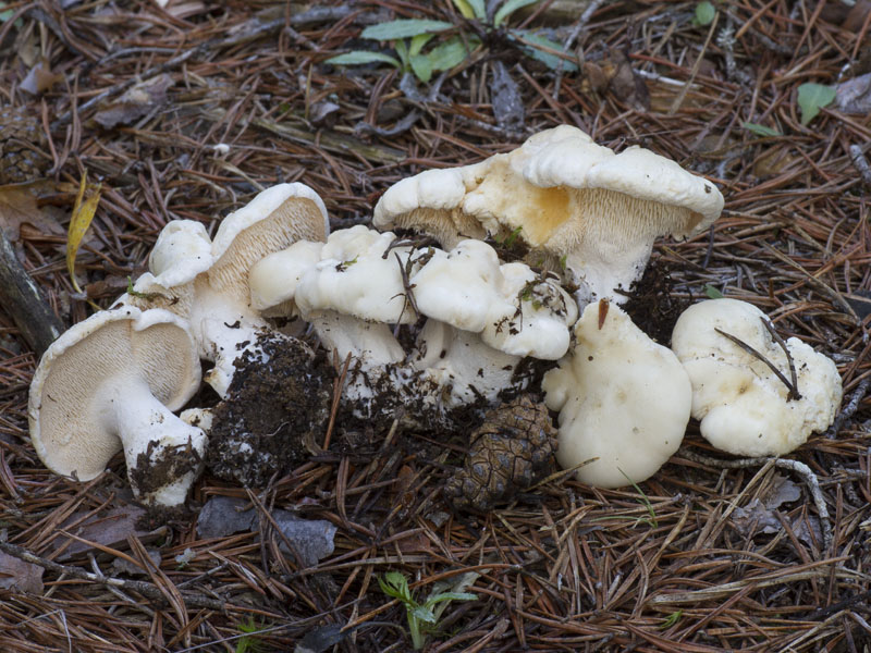 ᐉ гриб ежовик: описание, фото, виды, где и когда растёт, как выращивать? - zookovcheg.ru