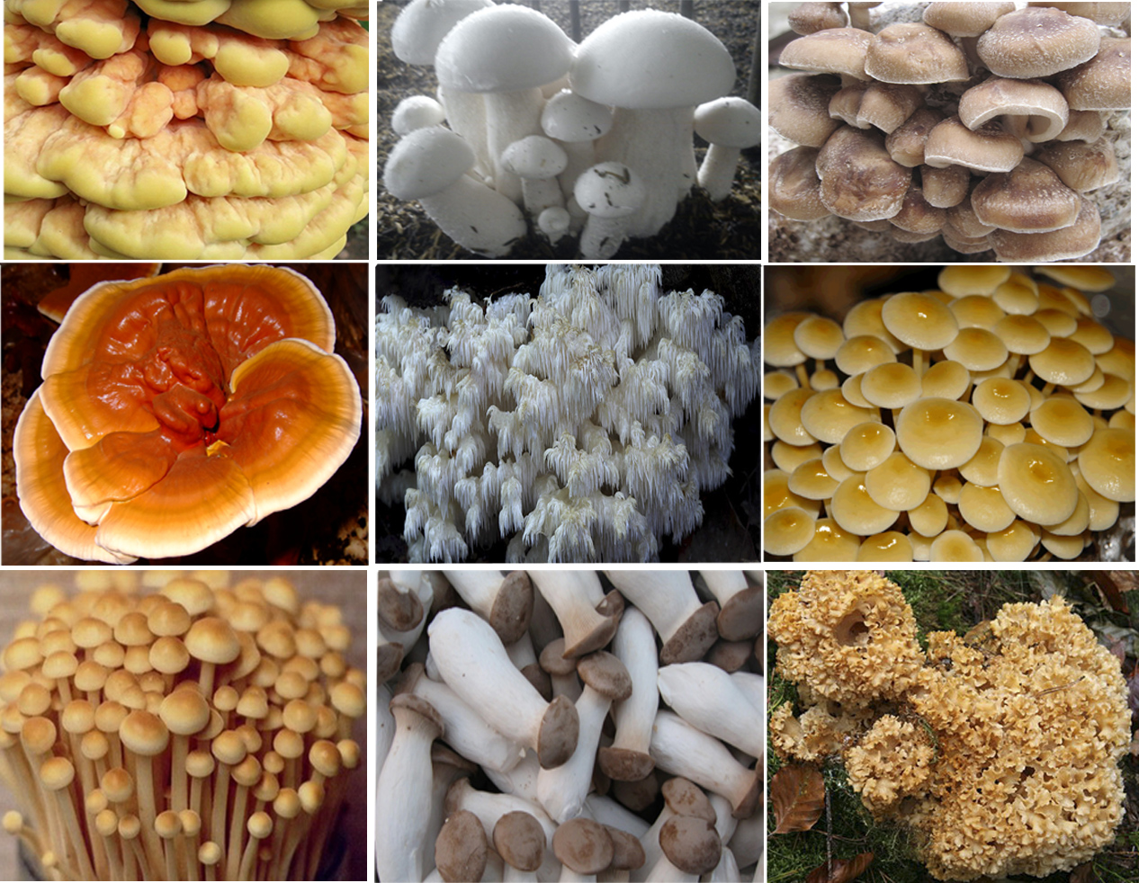 Как вырастить опята в домашних условиях: выращивание грибов на пне, в банках и пакетах
