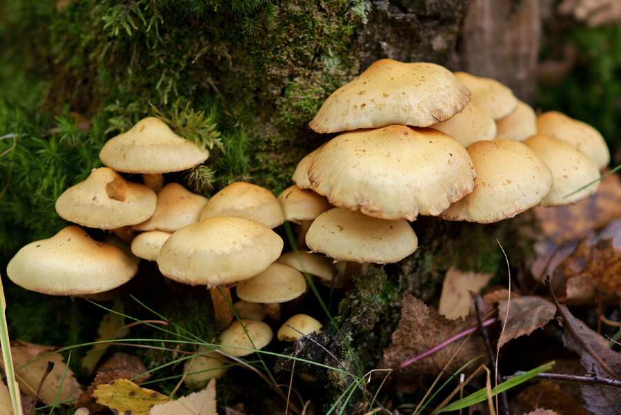 Грибы на березовых пеньках. разбираемся какие грибы растут на пнях