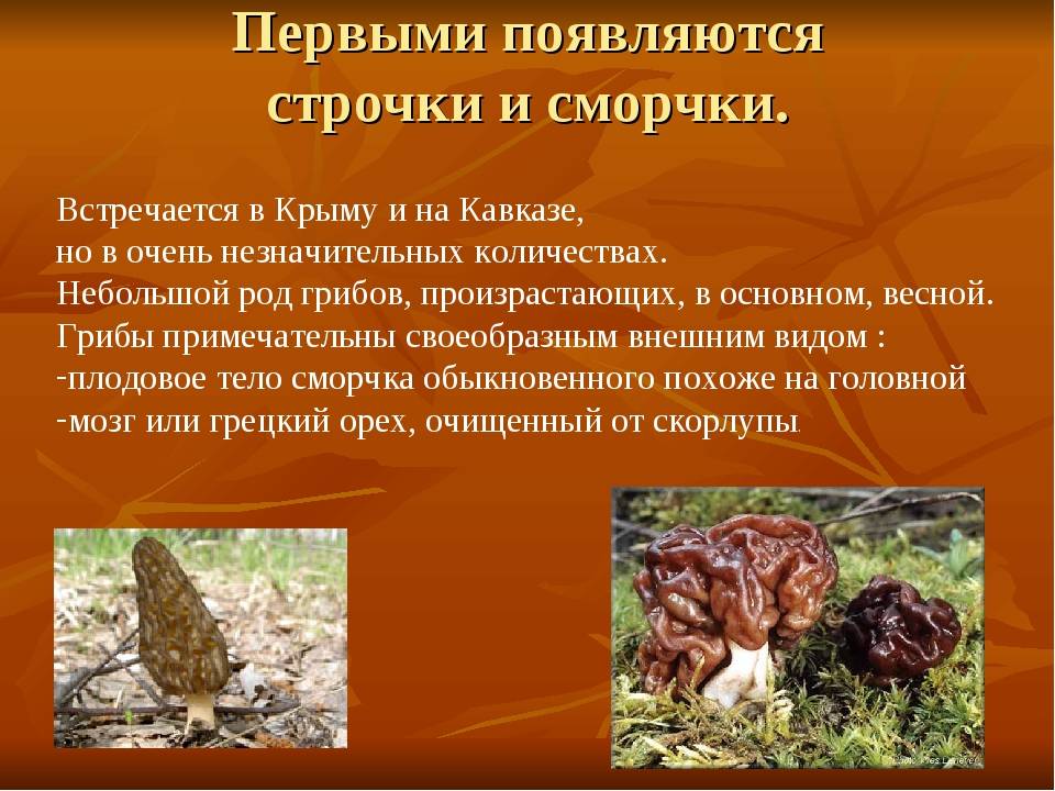 Как выглядят грибы сморчки - grib-doma.ru