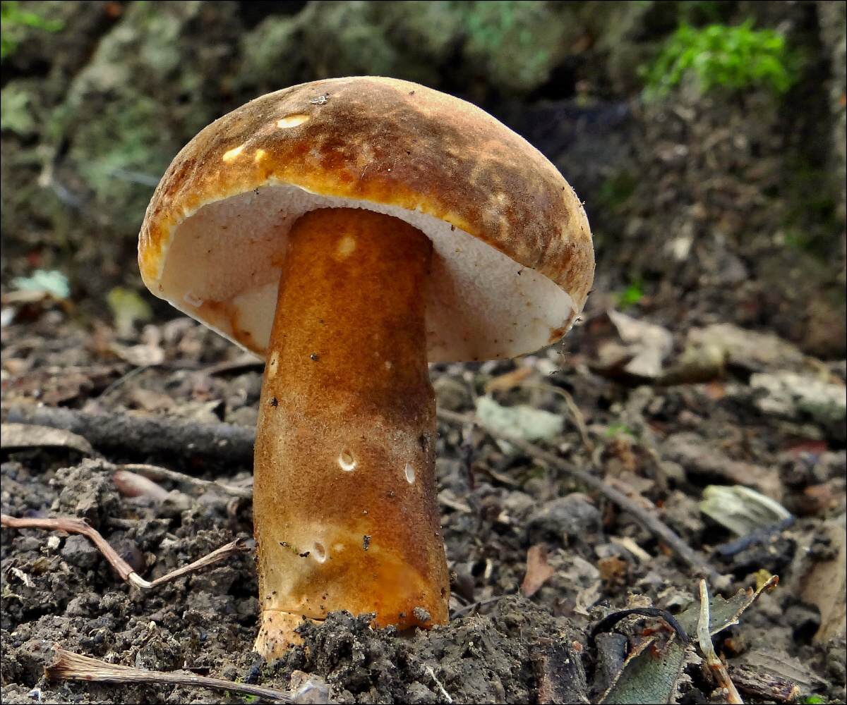 Каштановый гриб: где растет, когда собирать, особенности и свойства редкого гриба