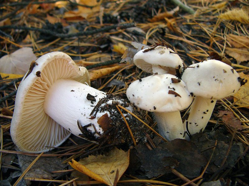 Гигрофор: описание и разновидности гриба.подробная информация
