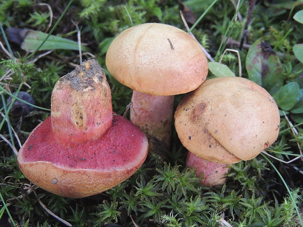 Pilobolus или гриб-пушка: описание спор, тип питания, род, систематика, как размножается