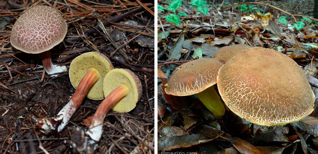 Описание основных видов моховиков, где растут грибы