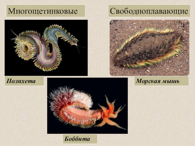 Класс многощетинковые черви