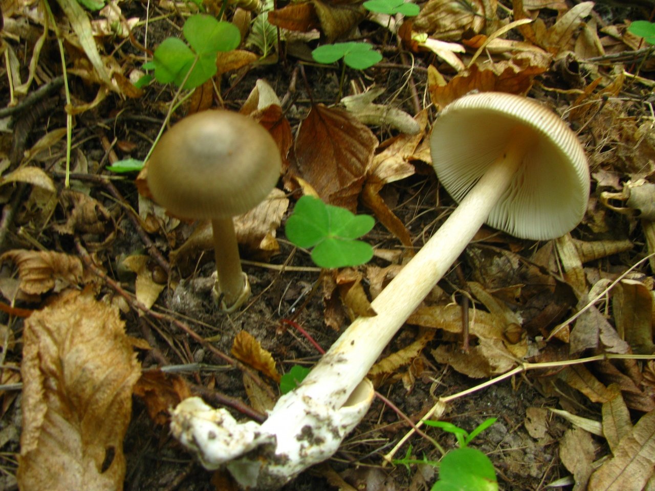 Поплавок серый - amanita vaginata. гриб поплавок: фото и описание видео: как отличить толкачиков от несъедобных и ядовитых грибов