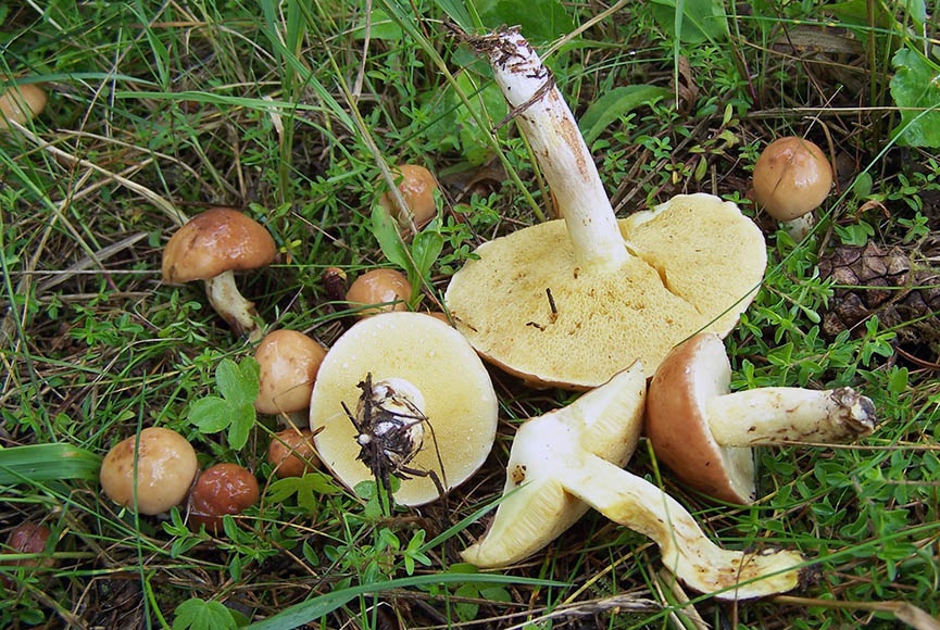 Маслёнок обыкновенный или настоящий (suillus luteus): вкусный гриб