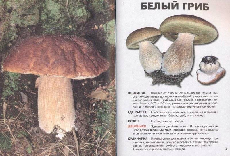Гигрофоры - описание грибов с фото, виды и особенности