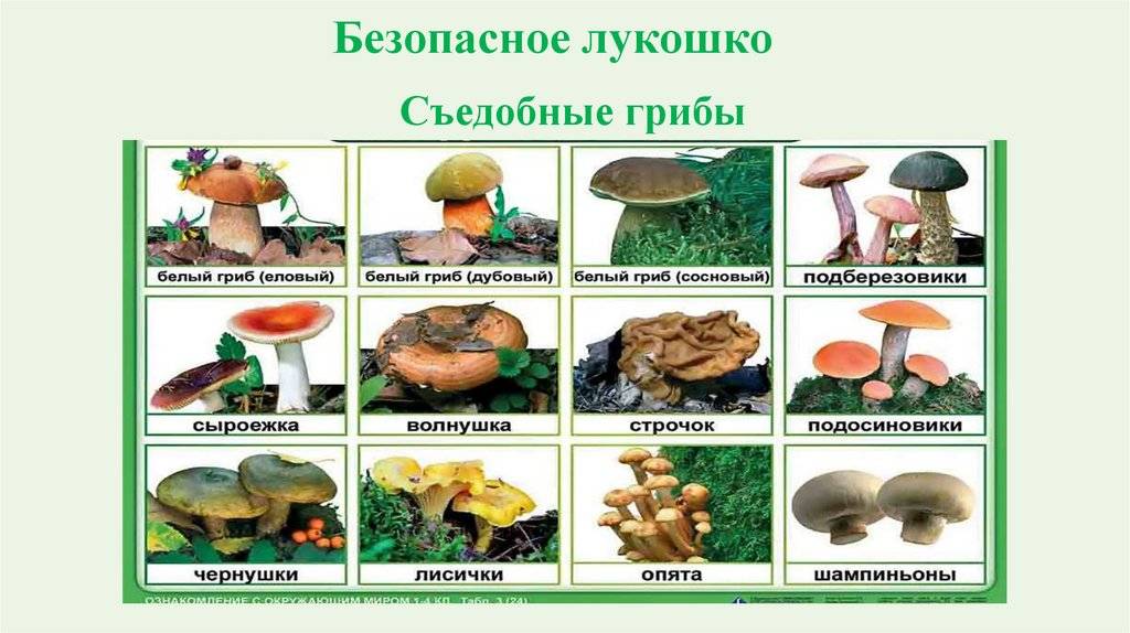 Грибы приморского края: фото, описание видов