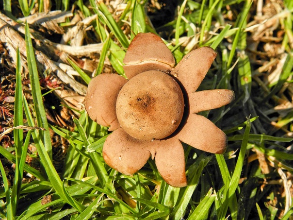 Звездовик гриб съедобный или нет. звездовик четырёхлопастный
