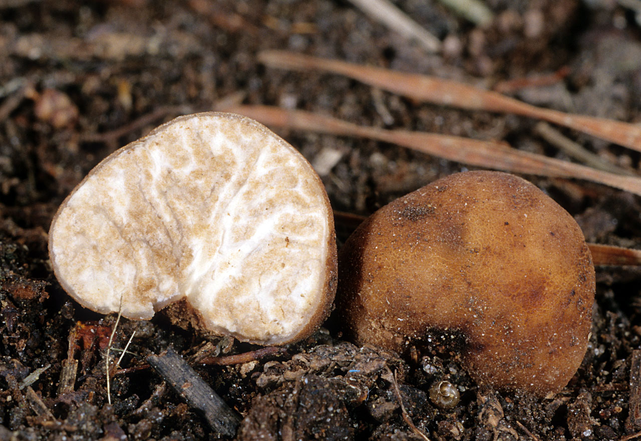 Трюфель белый – гриб. описание, полезные свойства и применение