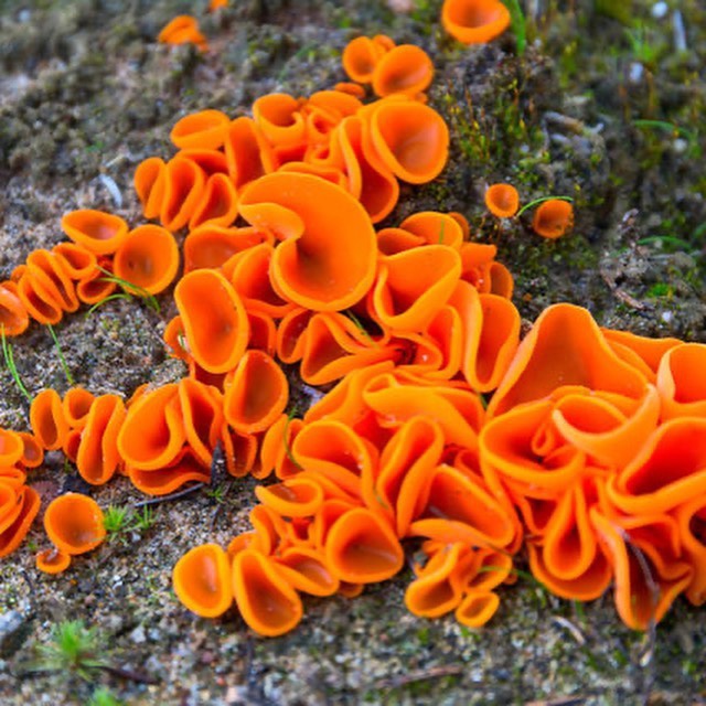Вкусные съедобные и ядовитые грибы желтого цвета