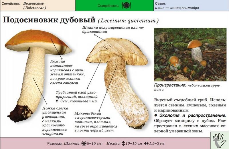 ✅ почему гриб назвали подосиновиком. почему подосиновик и подберезовик так называют?