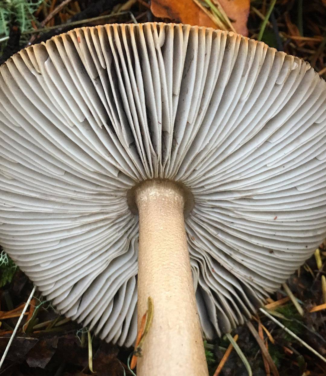 Поплавок жёлто-коричневый (amanita fulva) – грибы сибири