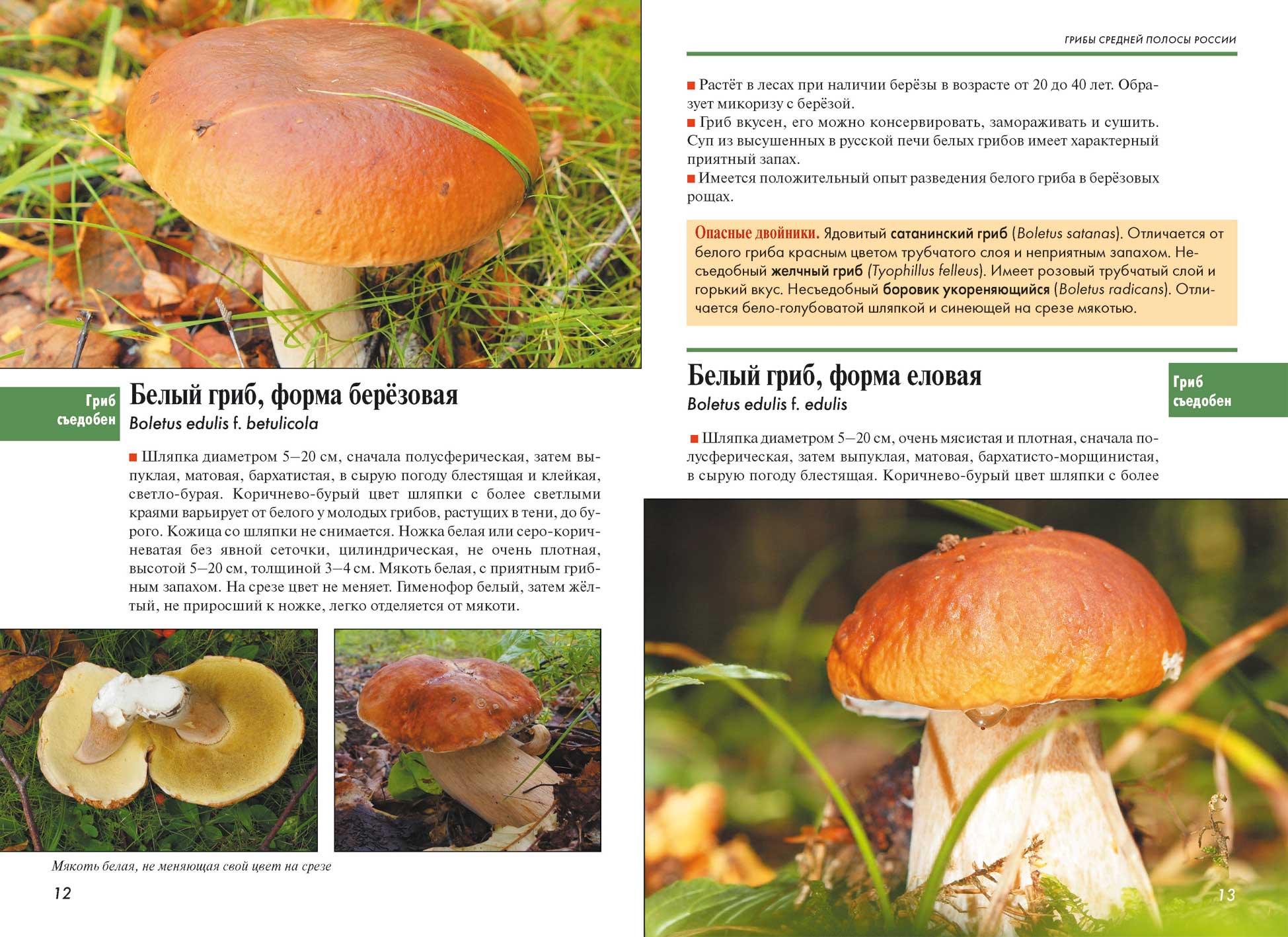 Царство грибы: общая характеристика, строение и размножение
