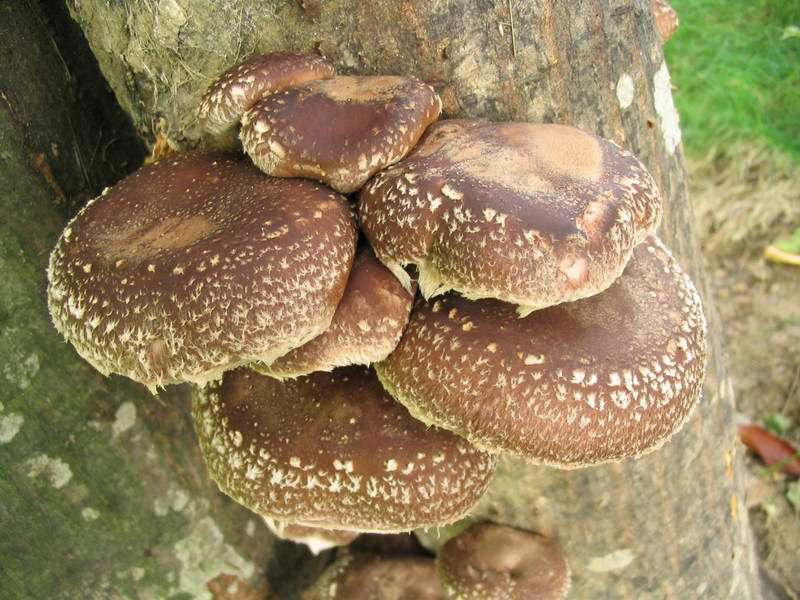 Лечебные свойства и описание грибов шиитаке (+23 фото) — викигриб