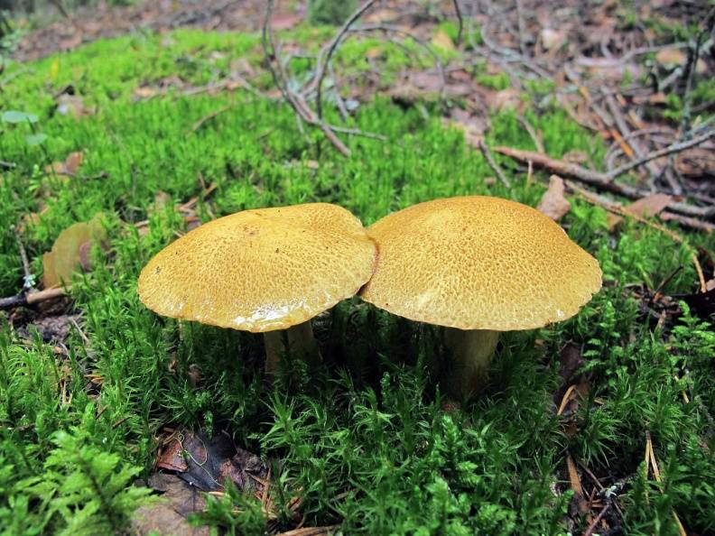 Моховик трещиноватый, пестрый или боровик пастбищный (xerocomellus chrysenteron): фото, описание, ложные двойники и как готовить съедобный гриб