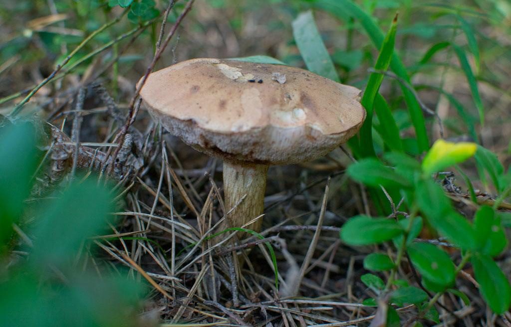Желчный гриб (горчак): где растет, как выглядит, как отличить, можно ли есть — викигриб