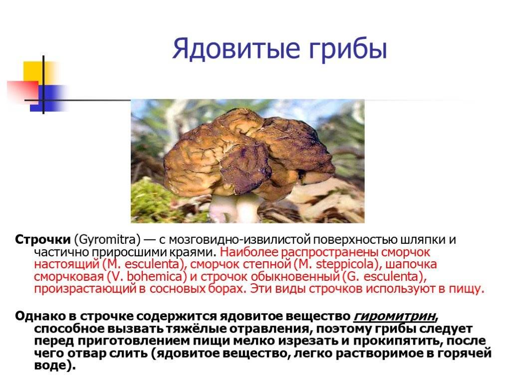 Сморчок конический (morchella conica): фото, описание, строение и жизненный цикл плодового тела гриба