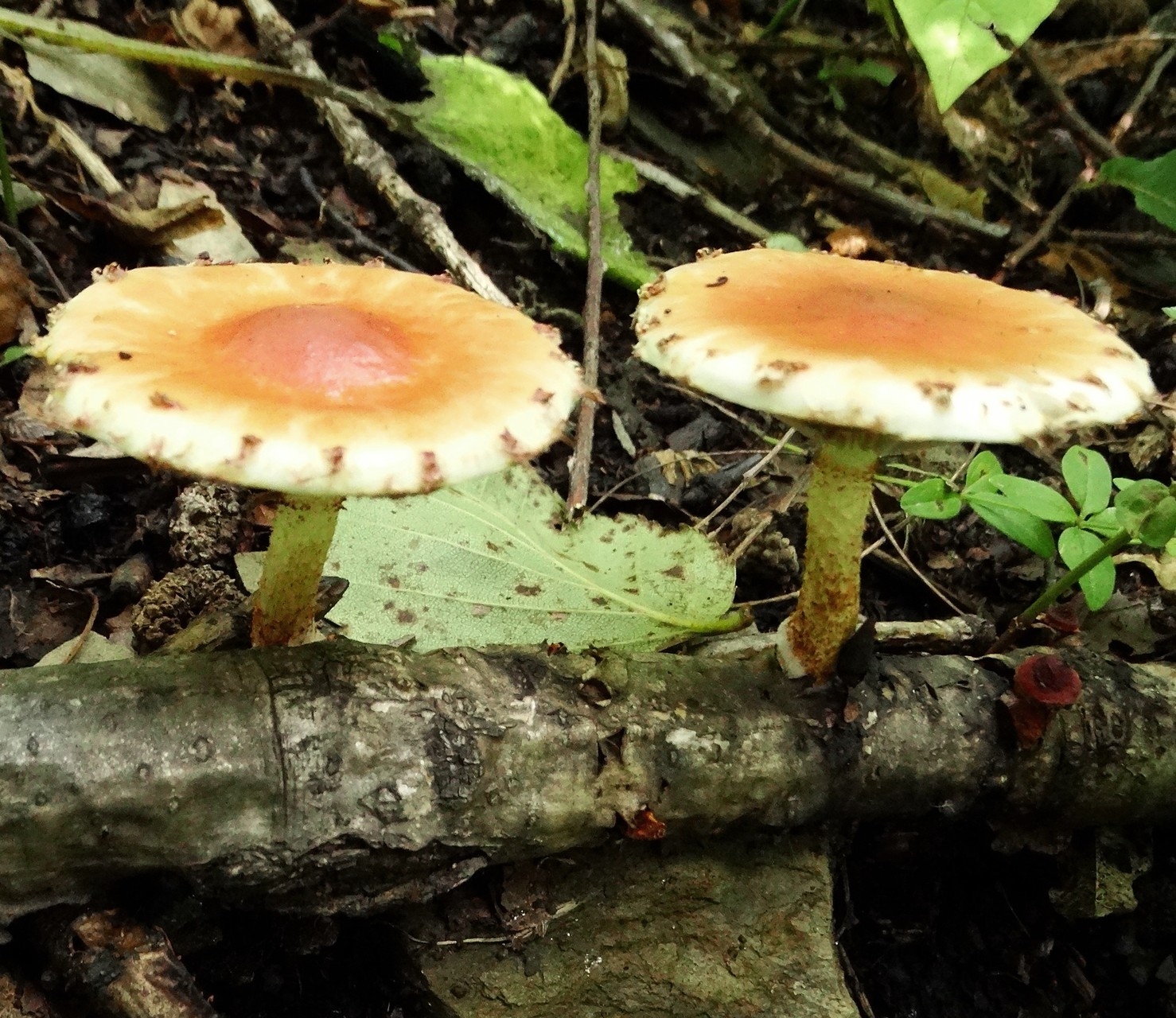 Чешуйчатка чешуйчатовидная (pholiota squarrosoides) – грибы сибири
