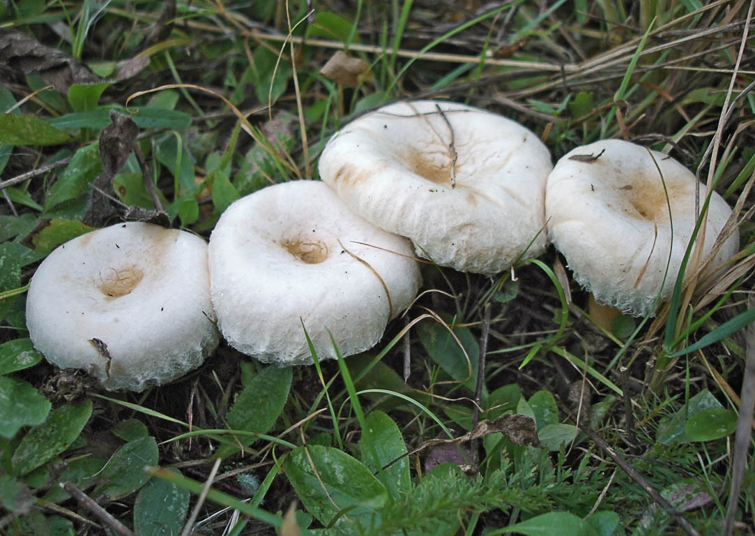 Волнушка белая - описание, где растет, ядовитость гриба